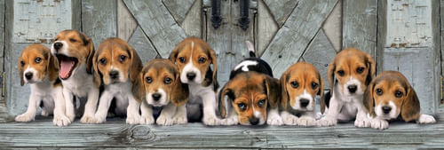 Puzzle Panorama 1000 Pzs Cachorros Beagles Clementoni 39435
