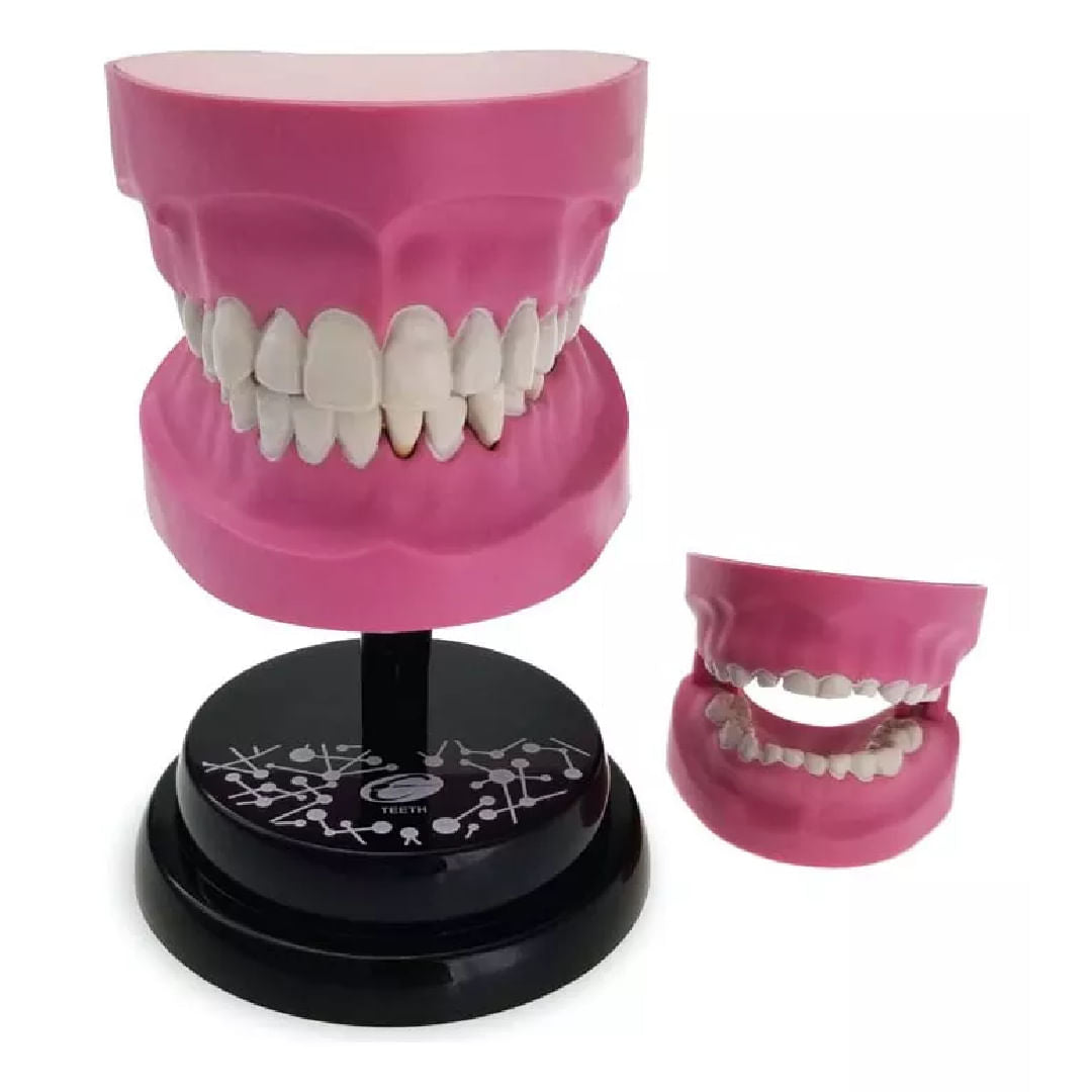EASTCOLIGHT DIENTES MODELO PROFESIONAL 35003