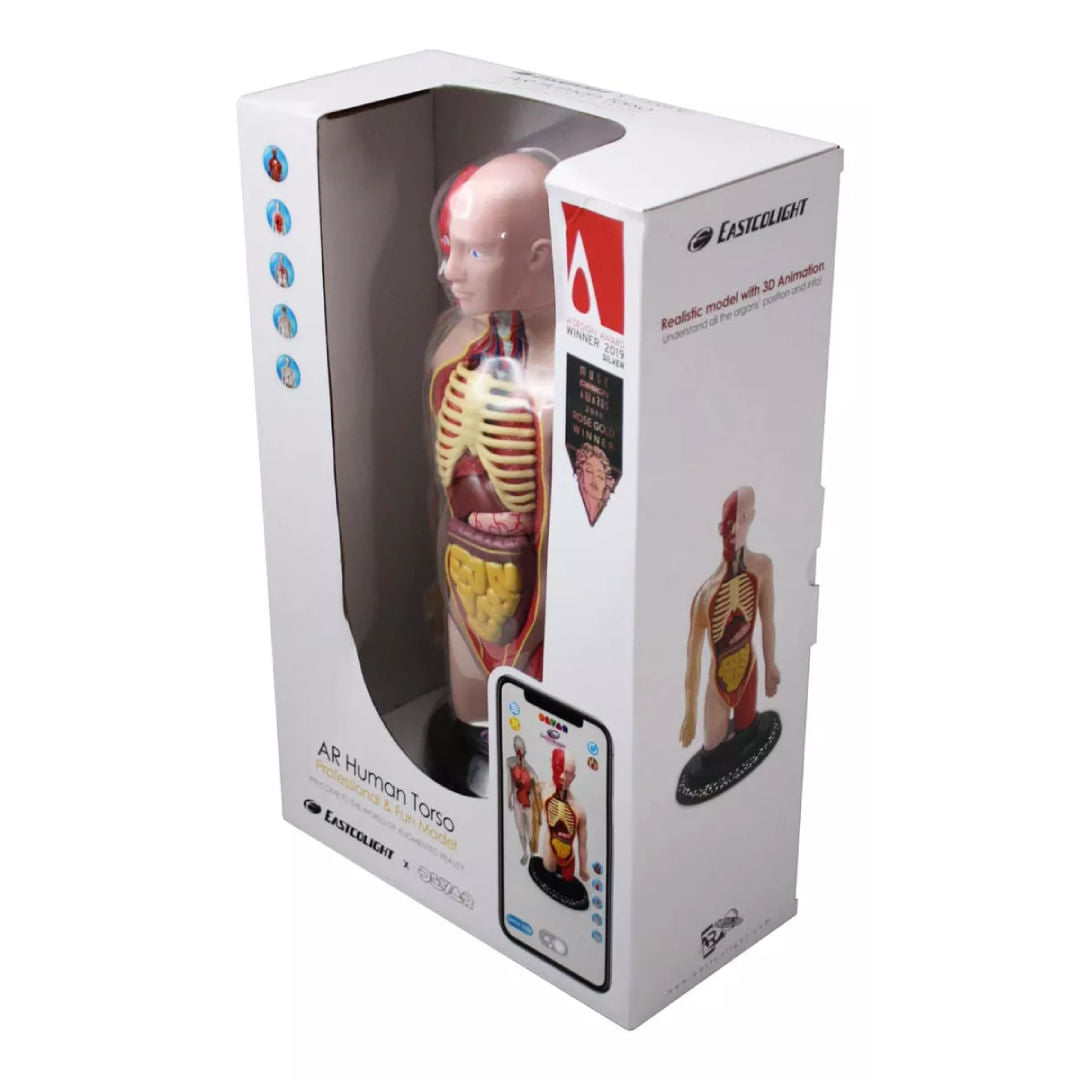EASTCOLIGHT TORSO HUMANO MODELO PROFESIONAL 35006