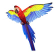 Barrilete Guacamayo Popup Ef3dparrot