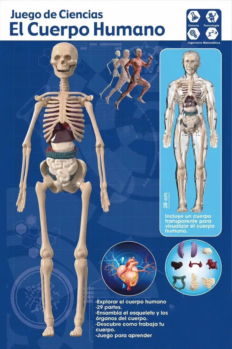 Antex Juego Cuerpo Humano 0203 - vista 1