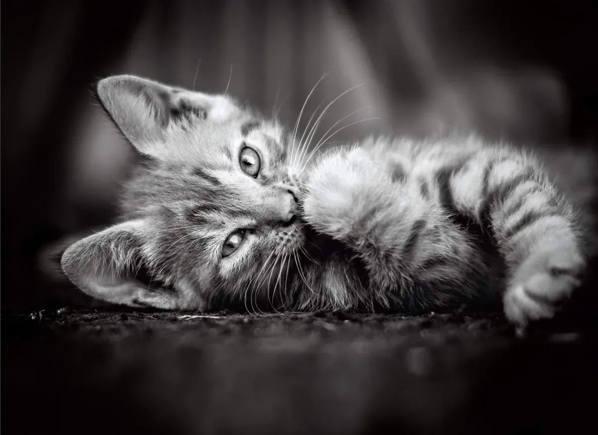 Puzzle Hqc Kitty 1000 Pzas 39422 Clementoni