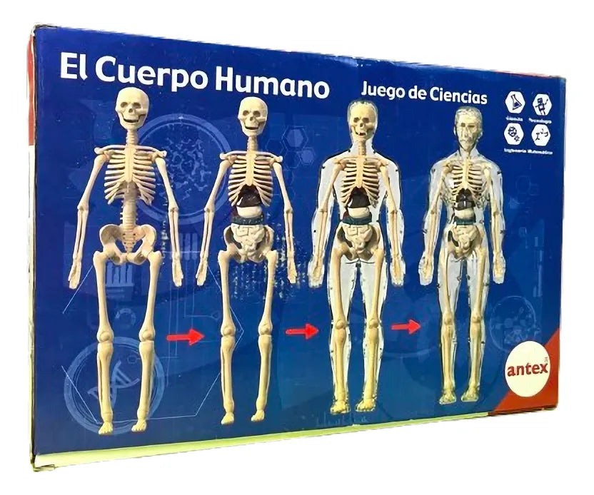 Antex Juego Cuerpo Humano 0203 - vista 2