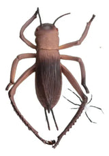 Insect World Grillo 2223158