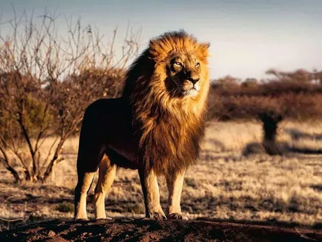 Ravensburger Puzzle 1500 Pzs The Lion King 12000733