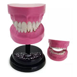 EASTCOLIGHT DIENTES MODELO PROFESIONAL 35003