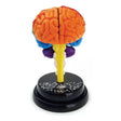 EASTCOLIGHT CEREBRO MODELO PROFESIONAL 35001