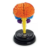 EASTCOLIGHT CEREBRO MODELO PROFESIONAL 35001