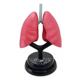 EASTCOLIGHT SISTEMA RESPIRATORIO MODELO PROFESIONAL 35005