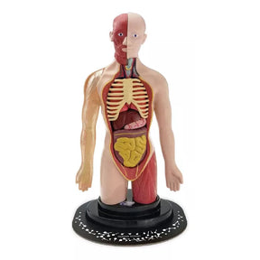 EASTCOLIGHT TORSO HUMANO MODELO PROFESIONAL 35006